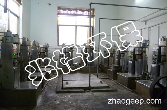 6YY核桃榨油機(jī)服務(wù)案例