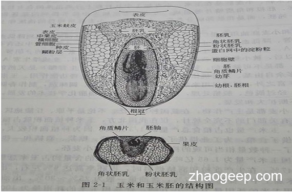 兆格分享：液壓榨油機(jī)壓榨玉米坯芽工藝